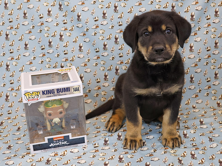 chinook puppy